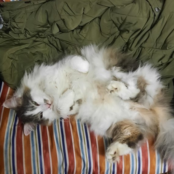 NoN-Essential🥰Necessities! ALL those things a woman thinks she needs... - Picture 7 of 8